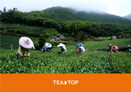 TEATOP第一味自有茶廠，觀看茶的一生